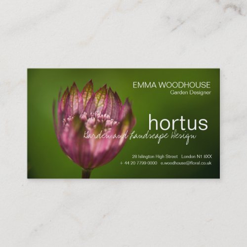 Hortus - Great Masterwort Business Card