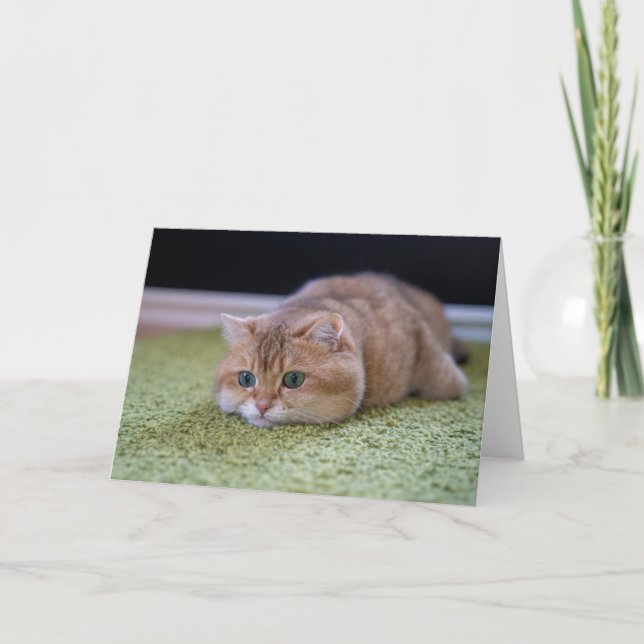Hosico dreams card (Front)