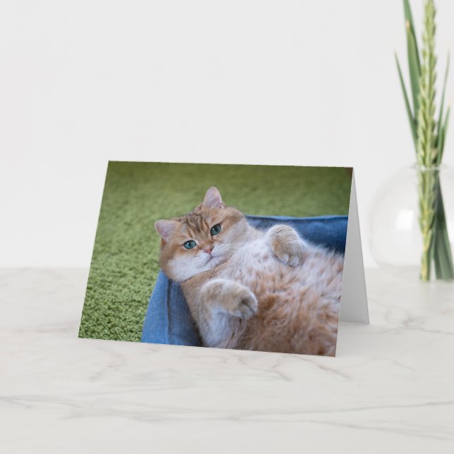 Hosico is looking at you card (Front)