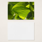 Hosta 1 (Front & Back)