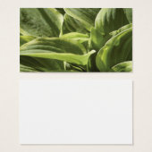 Hosta 2 (Front & Back)