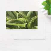 Hosta 2 (Desk)