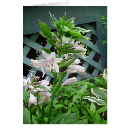 Hosta bells cards (Front)