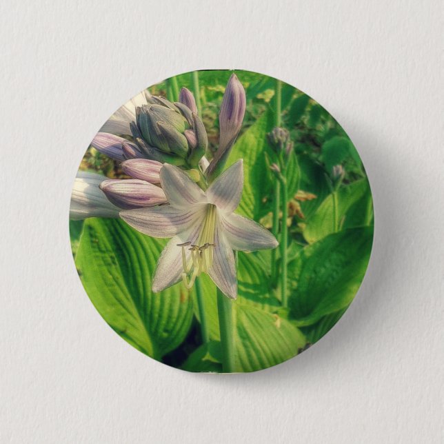 Hosta Button (Front)