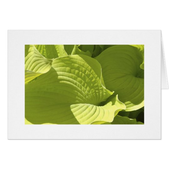 Hosta Card
