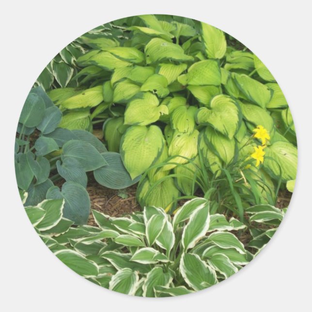Hosta Classic Round Sticker (Front)