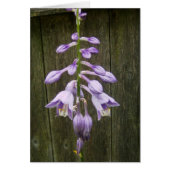 Hosta Flower (Front)