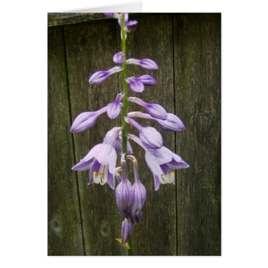 Hosta Flower Cards (Front)