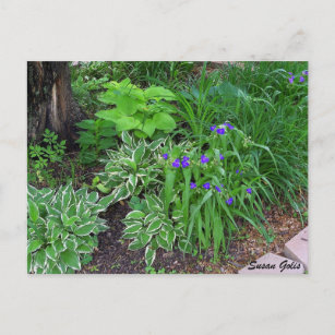 Hosta Garden with Purple Flowers Postcard