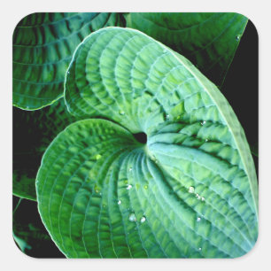 Hosta Heart Square Sticker
