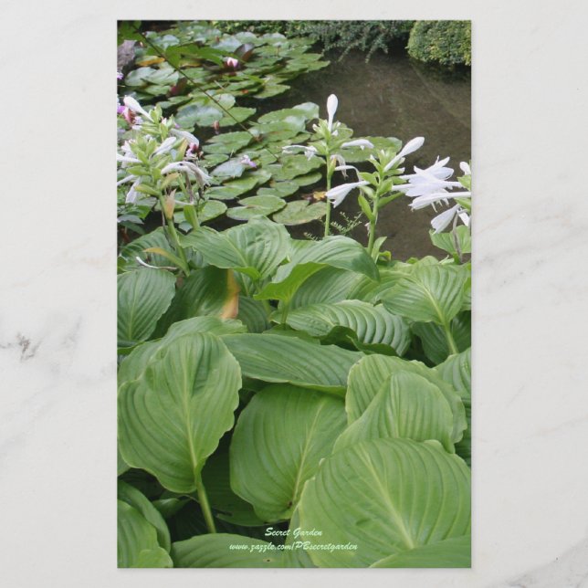 Hosta in a Zen Garden 2 Stationery (Front)