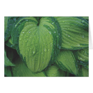 Hosta, 'June' Cards