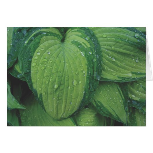 Hosta, 'June' Cards (Front Horizontal)