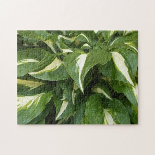 Hosta Leaves Jigsaw Puzzle