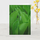 Hosta Leaves with Raindrops Birthday Card (Yellow Flower)