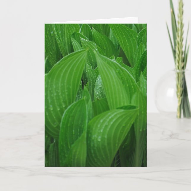 Hosta Leaves with Raindrops Birthday Card (Front)