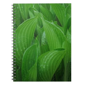 Hosta Leaves with Raindrops Notebook