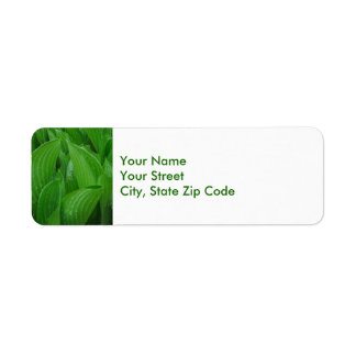 Hosta Leaves with Raindrops return address labels