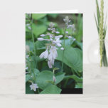 Hosta Plant Greeting Card