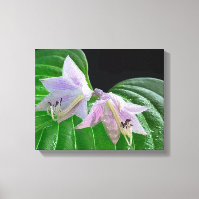 Hosta Plant Leaf and Flowers Canvas Print (Front)