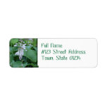 Hosta Plant Return Address Mailing Labels