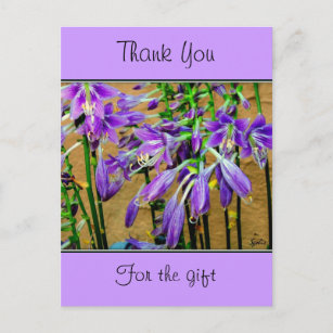 Hosta Purple Flower Postcard