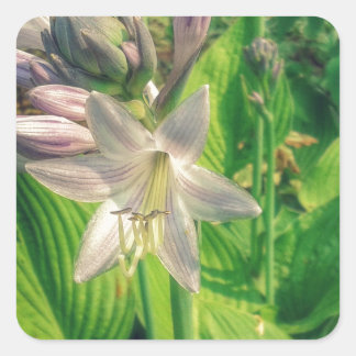 Hosta Square Sticker