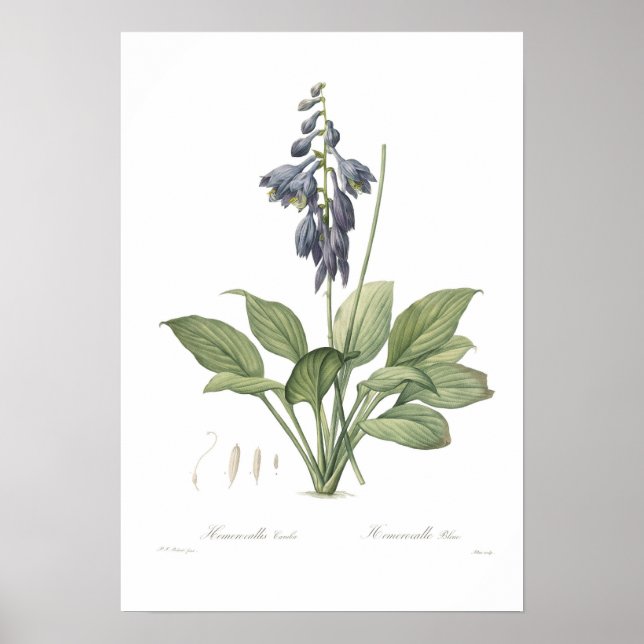 Hosta ventricosa poster (Front)