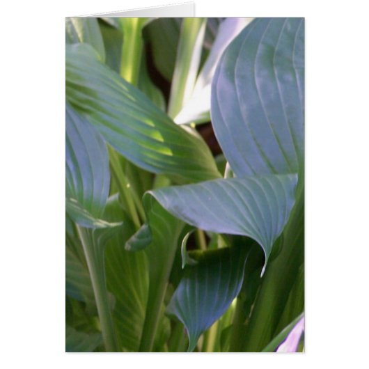 Hostas Cards (Front)