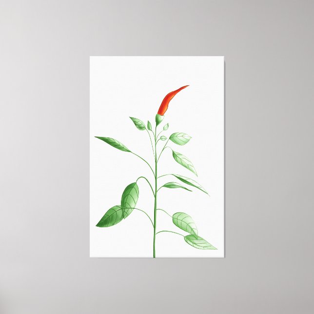 Hot Chili Pepper Plant Botanical Illustration Canvas Print (Front)