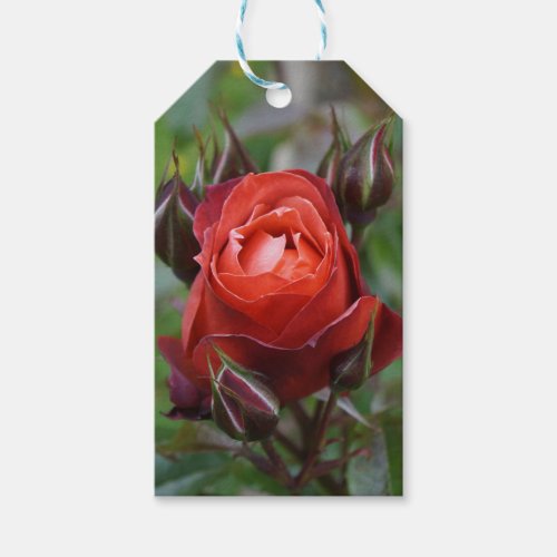 Hot Cocoa Rose 1 Gift Tag