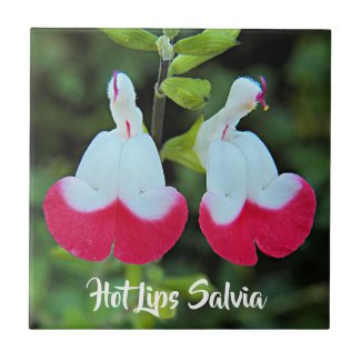 Hot Lips Salvia Floral Ceramic Tile