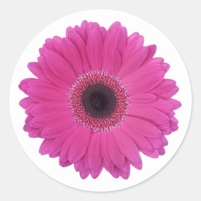 Hot Magenta Pink Gerbera Daisy Flower Classic Round Sticker (Front)