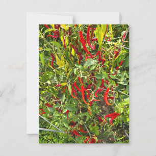 Hot Peppers for Hot Chile! Postcard
