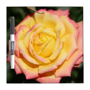 Hot Pink and Yellow Rose Flower Dry Erase Board
