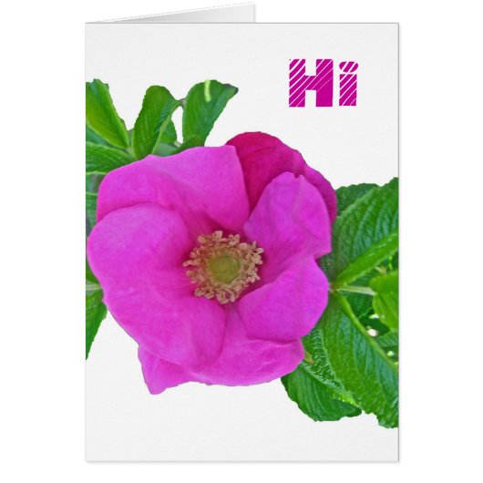Hot Pink Beach Rose Coordinating Items Cards (Front)