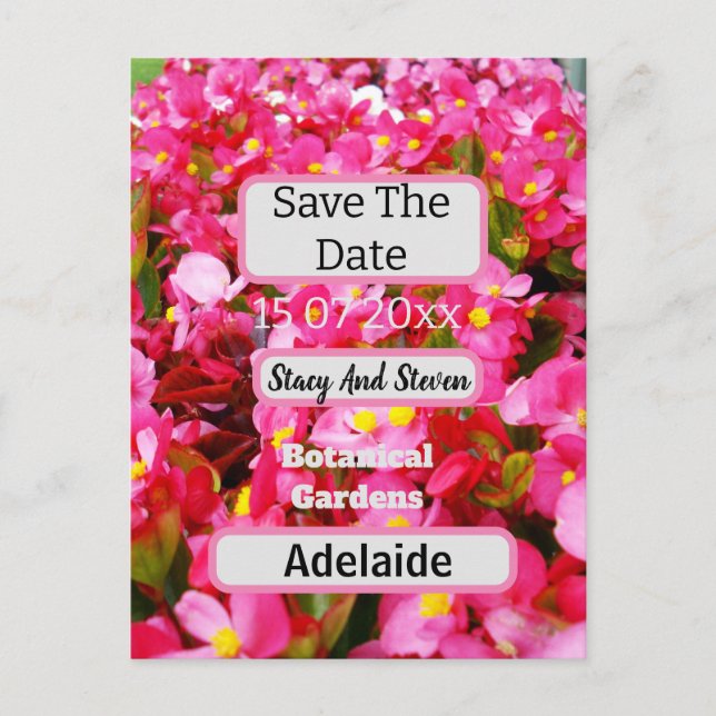 Hot Pink Begonia Flowers Save The Date, Postcard (Front)