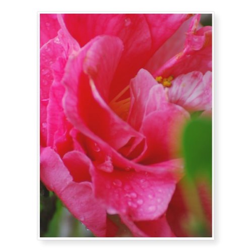 Hot Pink Camelia Flower Temporary Tattoos