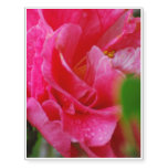 Hot Pink Camelia Flower Temporary Tattoos