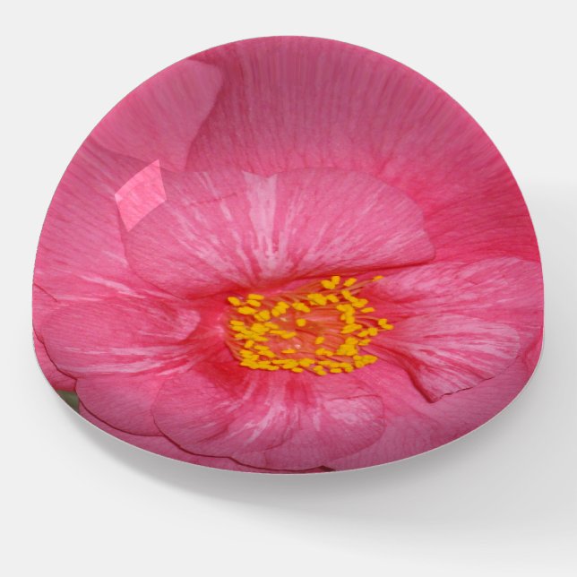 Hot Pink Camellia Growing On A Tree, Paperweight (Angled)