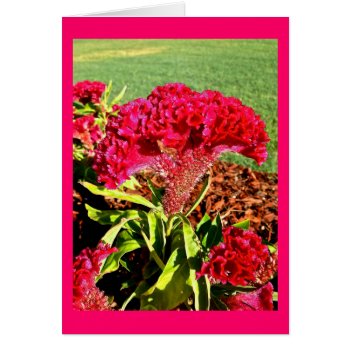 Hot Pink Celosia Card by DesireeGriffiths at Zazzle