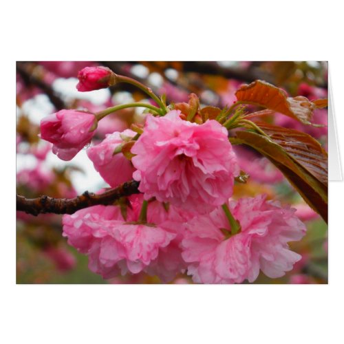 Hot Pink Cherry Blossom Flowers