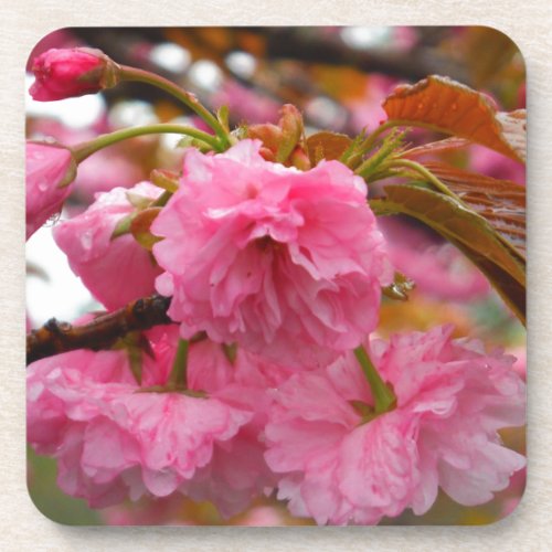 Hot Pink Cherry Blossom Flowers Beverage Coaster