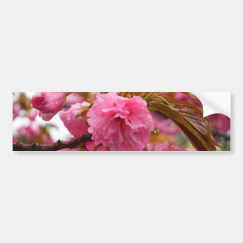 Hot Pink Cherry Blossom Flowers Bumper Sticker