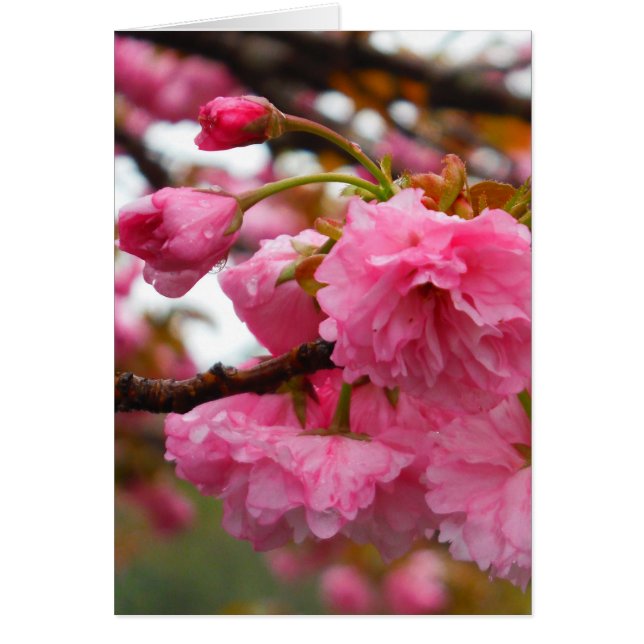 Hot Pink Cherry Blossom Flowers Cards (Front)