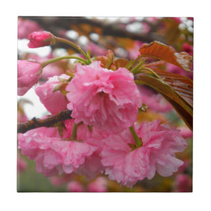 Hot Pink Cherry Blossom Flowers Ceramic Tile