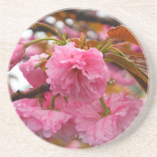 Hot Pink Cherry Blossom Flowers Drink Coaster