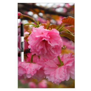 Hot Pink Cherry Blossom Flowers Dry-Erase Board