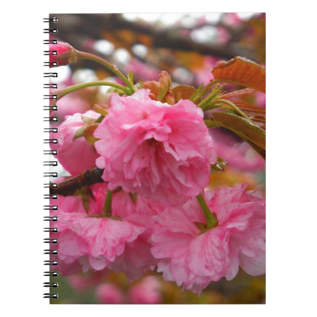 Hot Pink Cherry Blossom Flowers Notebook (Front)