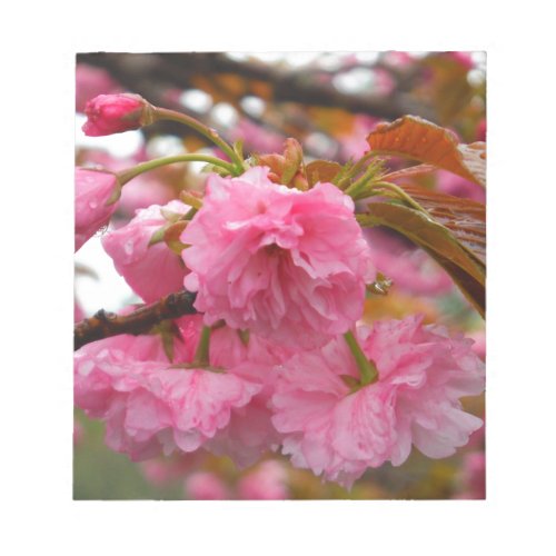 Hot Pink Cherry Blossom Flowers Notepad